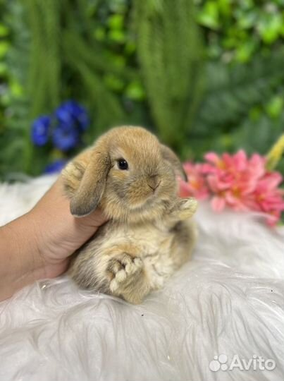 Кролик карликовый ручной