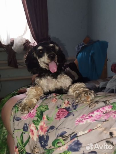 Пудель фантом