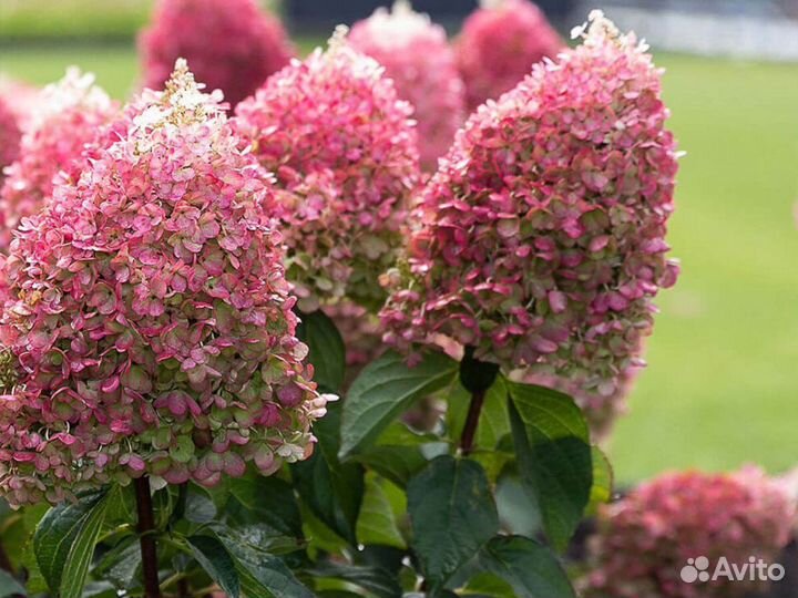 Гортензия Пинк энд Роуз, Саммер Лав