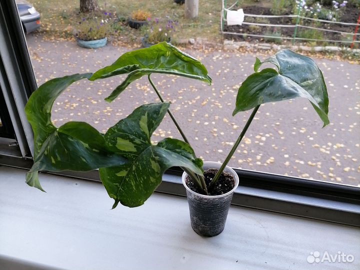 Сингониум конфетти Милк и сингониум Панда