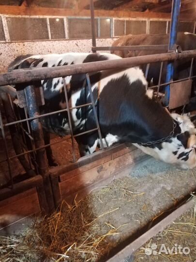 Быки на мясо. Возраст 1.3г порода голштины