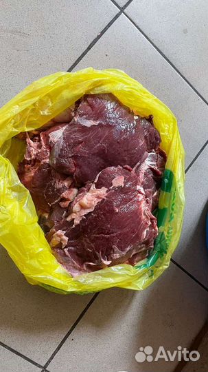 Продам мясо говядина