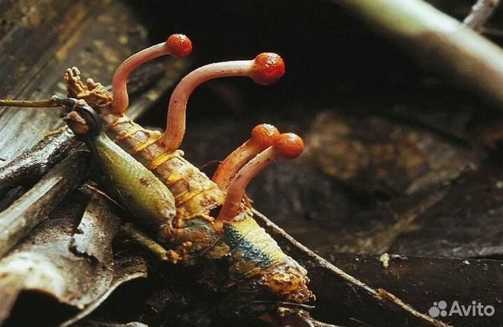 Дары/П Гриб Ophiocordyceps sin 
