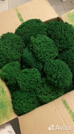 Стабилизированный мох от поставщика опт от 10кг