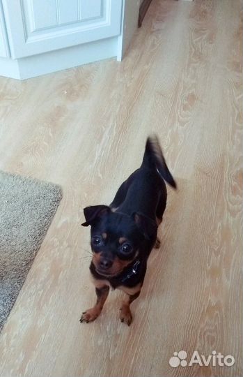 Профессиональная передержка собак