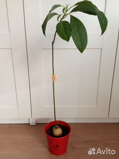 Авокадо, Сциндапсус, Роициссус, Мох дек./привезу