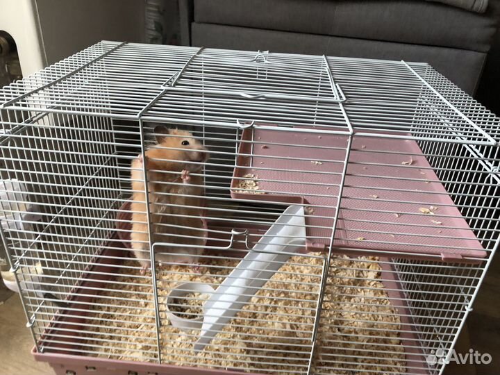 Хомяк с клеткой