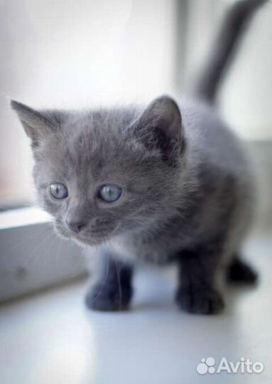 Котенок 1,5 месяца дымчатый
