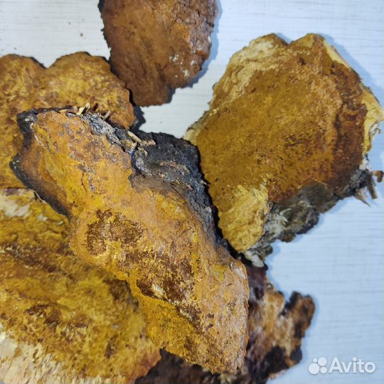 Берёзовая чага