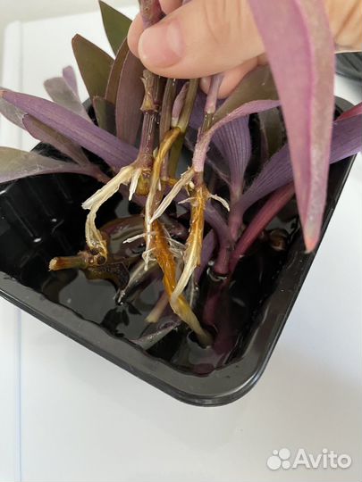 Традесканция фиолетовая (пурпурное сердце)