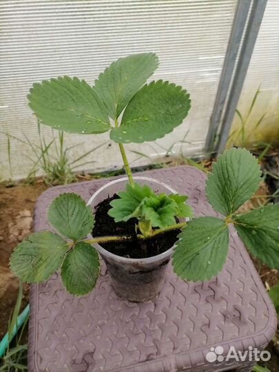 Рассада клубники