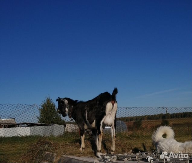 Козел на племя