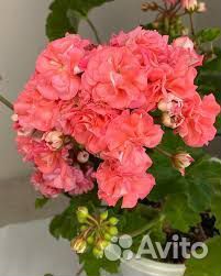 Пеларгония герань