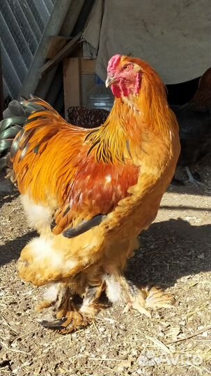 Петушок цыпленок