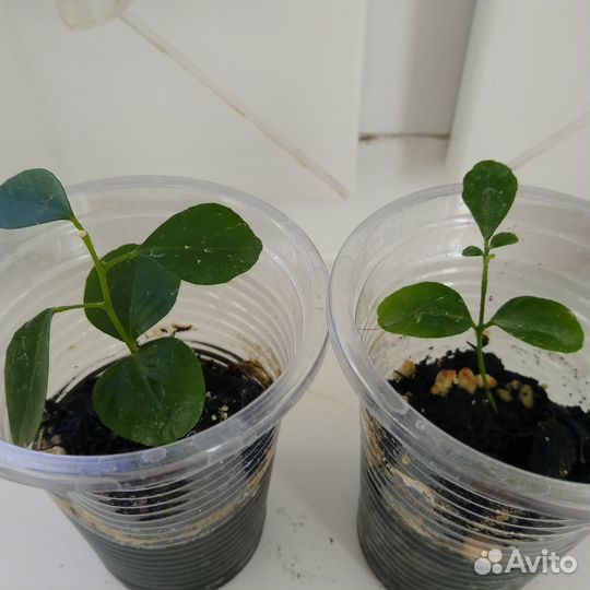 Мурайя метельчатая