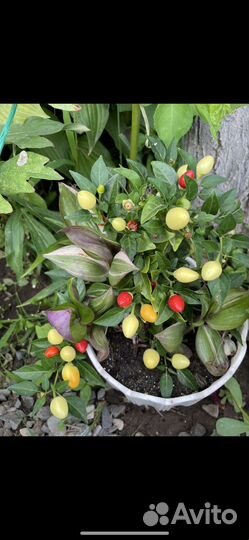 Семена перца