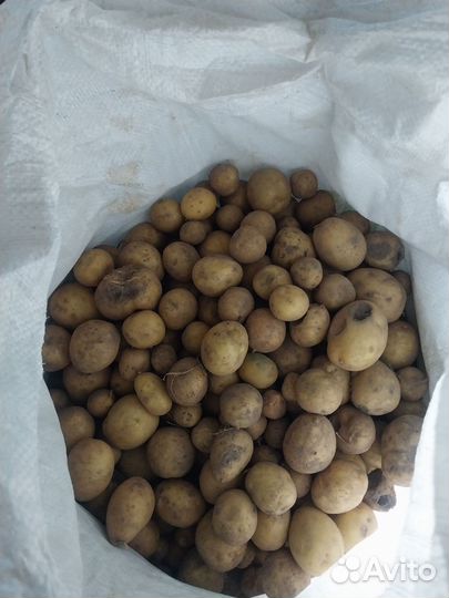 Картофель на корм скоту