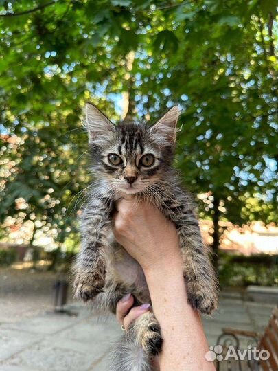 Кошечка в добрые руки бесплатно