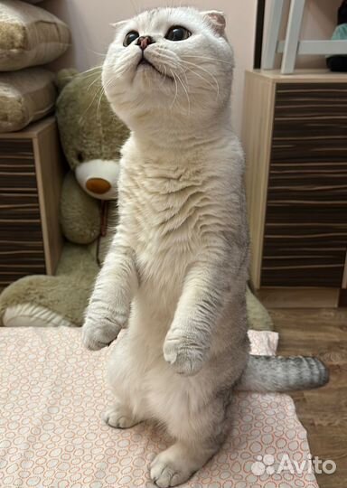 Шотландский вислоухий кот вязка
