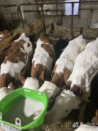 Телята бычки