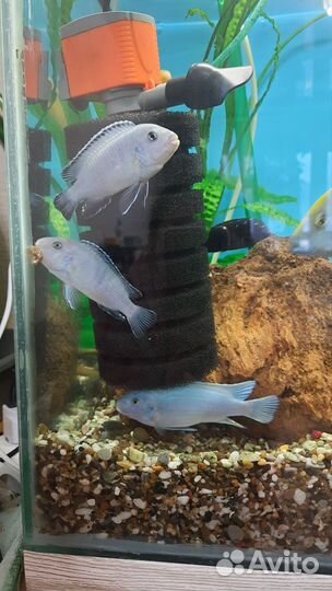 Мальки псевдотрофеус пиндани