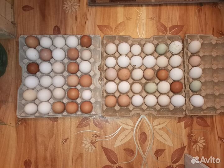 Домашние куриные яйца