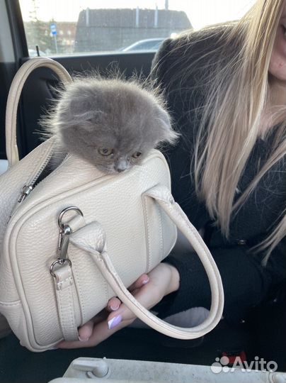 Британские котята