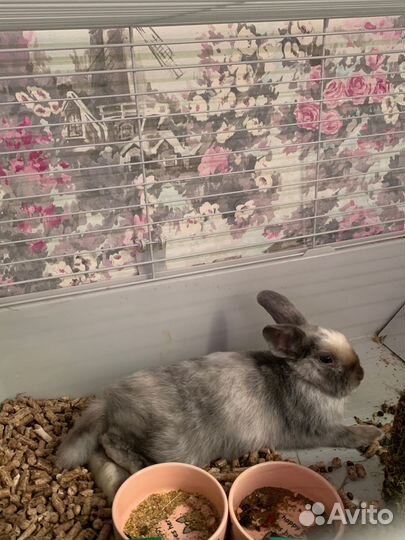 Декоративный кролик