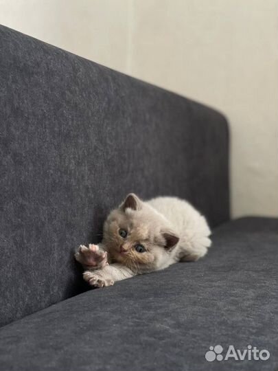 Продам британских котят