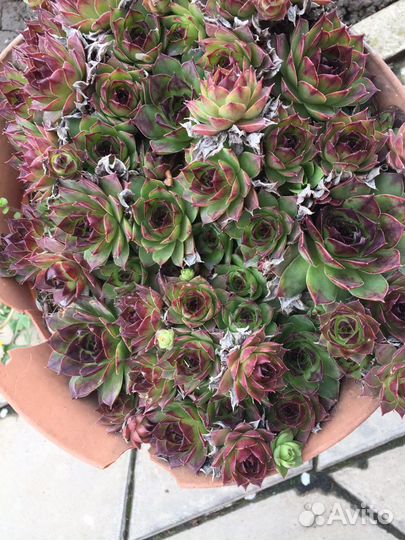 Суккуленты