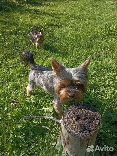 Йоркширский терьер мини
