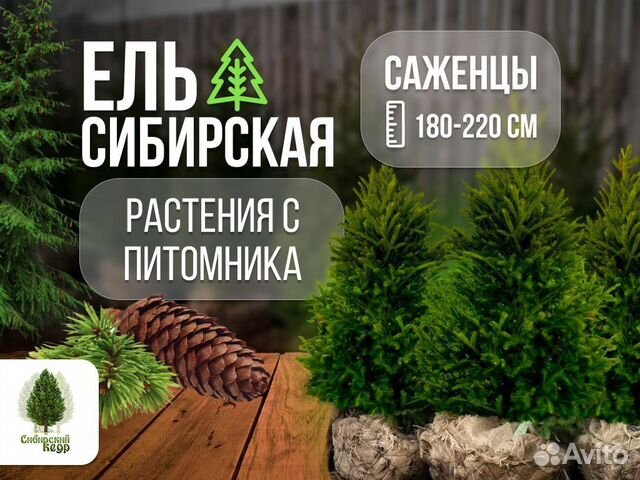 Саженцы ели от производителя экстра класс