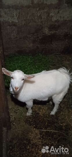 Козочки молочного направления