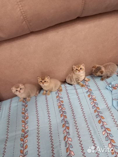 Шотландские котята