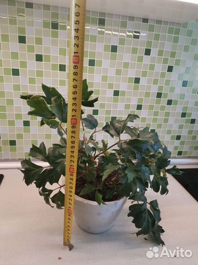 Комнатные цветы цисус