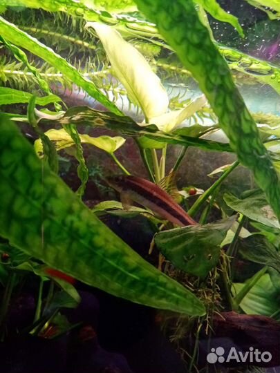 Анубиас, Криптокорина, Элодея, Роголистник