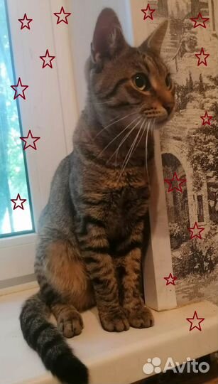 Полосатый котик Барсик