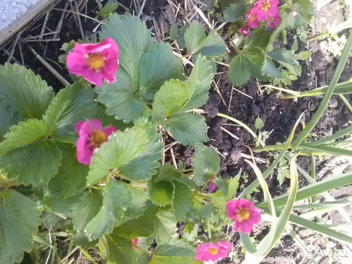 Розовая клубника вкусная