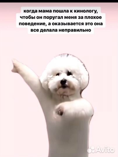 Дрессировка, кинолог с выездом, лакомства