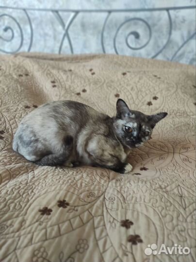 Котята европейской бурмы