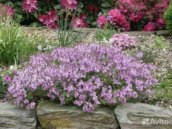 Вероника простертая Миссис Холт зкс Почта/Сдек