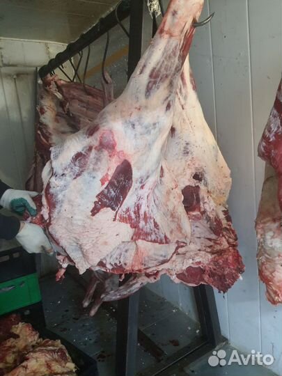 Мясо говядина домашняя телятина-быки свежее