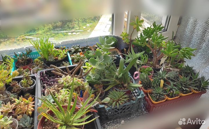 Суккуленты набор