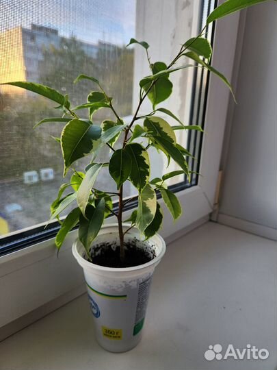 Фикус бенджамина пестролистный