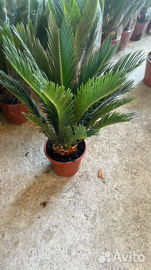 Пальма цикас