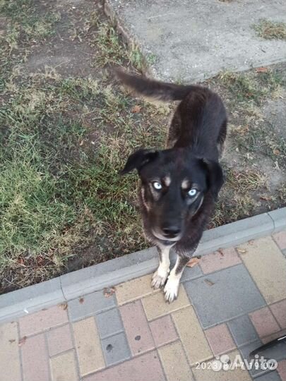 Голубоглазка в дар