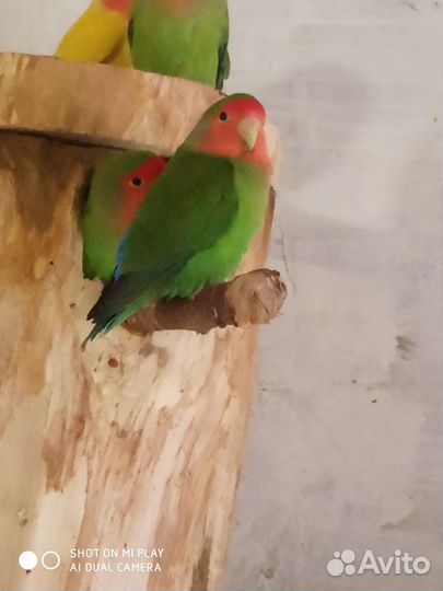 Пара неразлучники