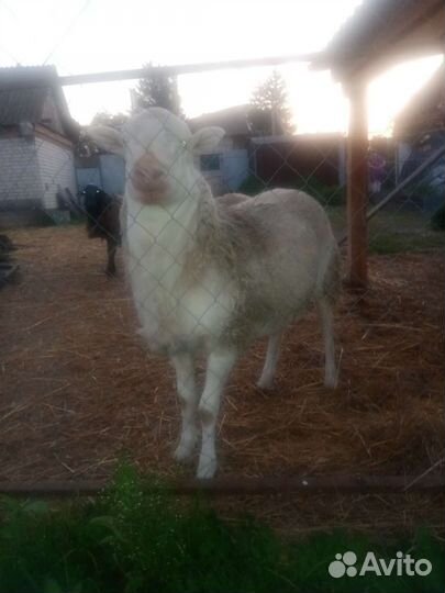 Овцы бараны