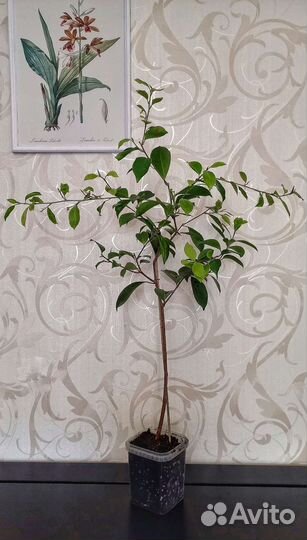 Кактус Молочай, фикус, спатифиллум. Цветы разные