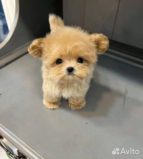 Яркие кудряшки